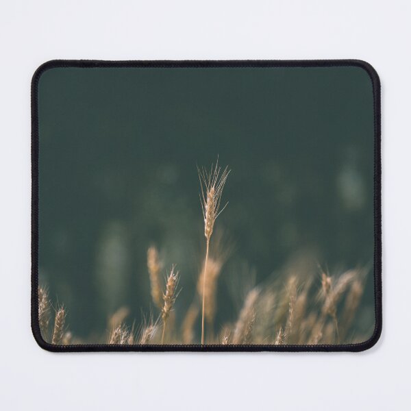 Item preview, wheat crop in the field designed and sold by That Ladakhi Guy.