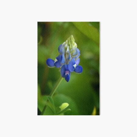 Texas Bluebonnet Art Board Print
