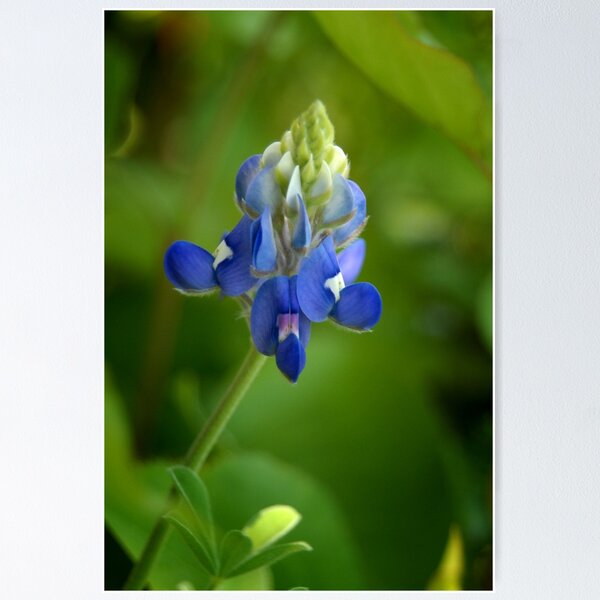 Texas Bluebonnet Poster