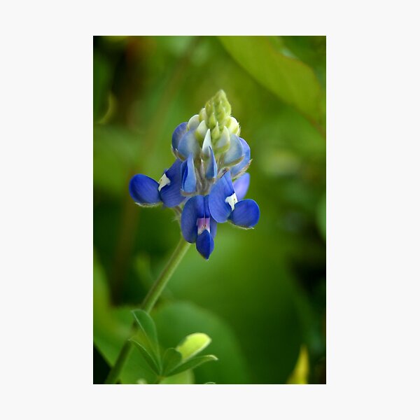 Texas Bluebonnet Photographic Print