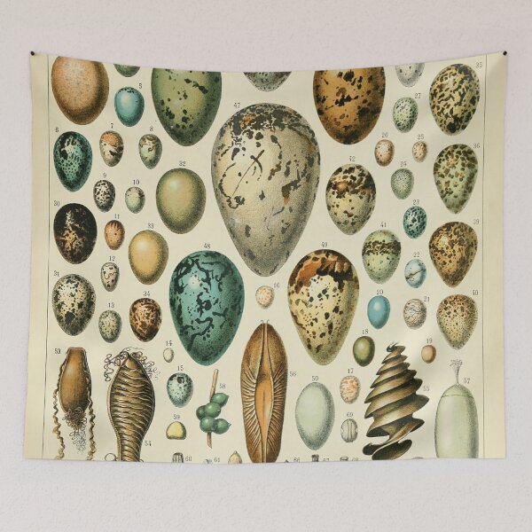 Item preview, Oeufs - Adolphe Millot designed and sold by starrylite.