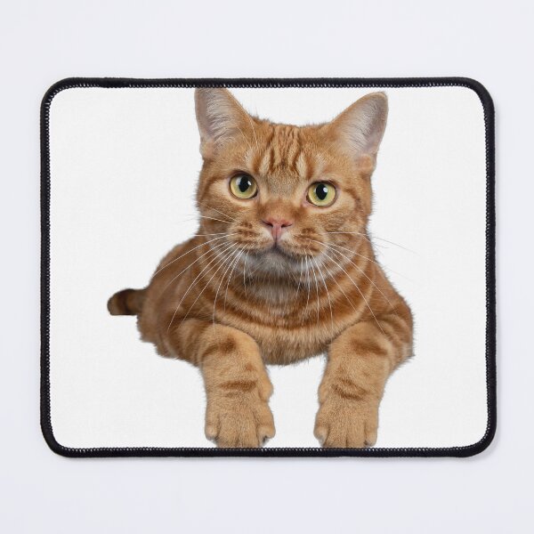 Item preview, very beautiful ginger cat looking at you designed and sold by JAG2B.