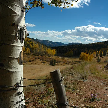 Artwork thumbnail, Fall For Colorado by Holly Werner
