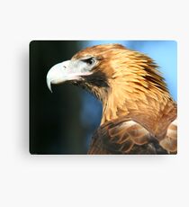 Australian Wedgetail Eagle Canvas Print