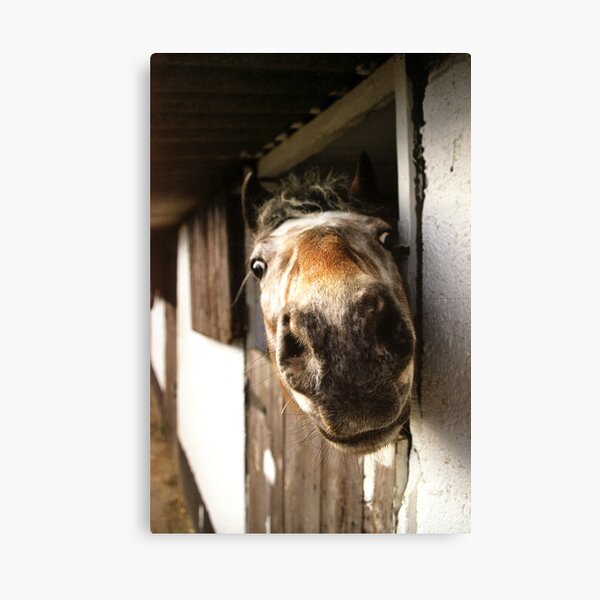 Item preview, Why the Long Face? designed and sold by billyboy.