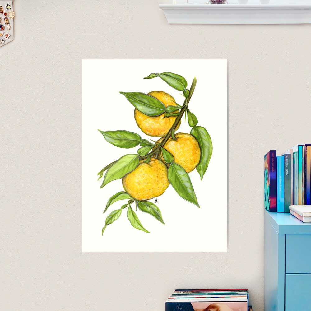 carp,x_large,square_product,