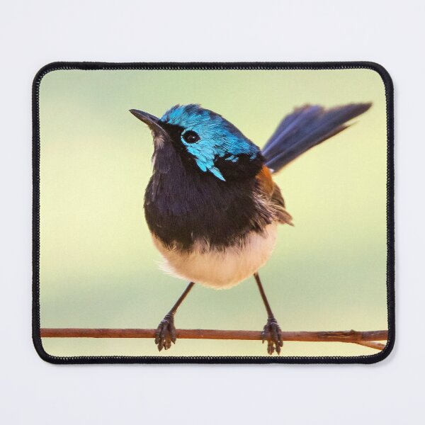 Item preview, Red Winged Fairywren designed and sold by cschester4.