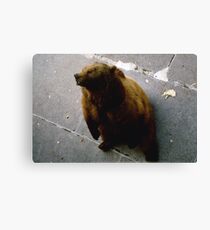 The Bears of Bern Canvas Print