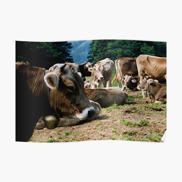 Moooooo Poster