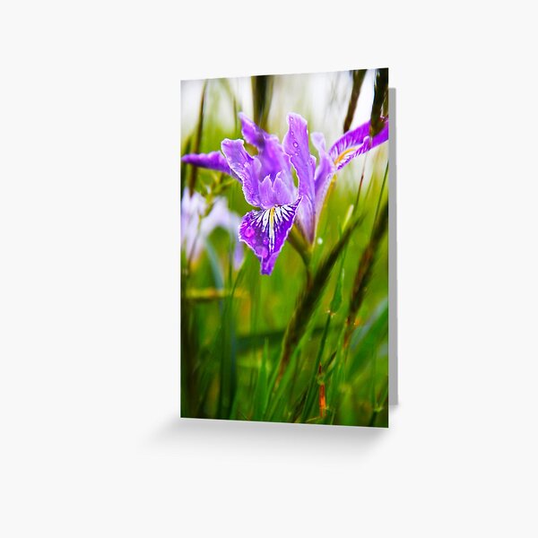 Wild Iris Greeting Card
