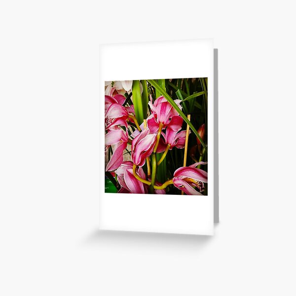 Pink Orchids Greeting Card