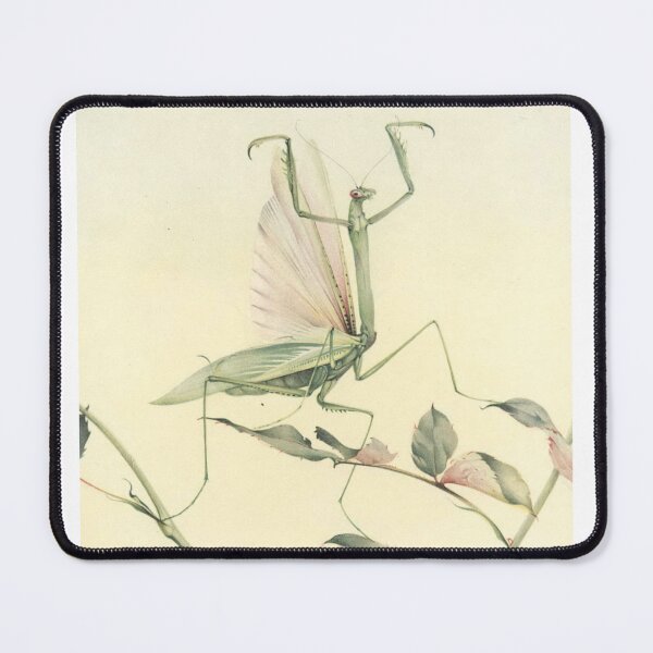 Item preview, Praying Mantis by Edward Julius Detmold - Vintage Art designed and sold by RickE.