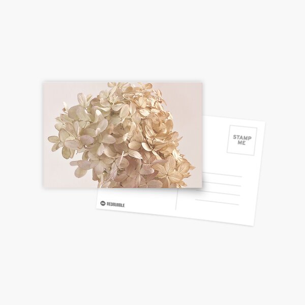 Creamy Hydrangea Blossoms Postcard