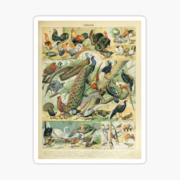 Item preview, Oiseaux C - Adolphe Millot designed and sold by starrylite.