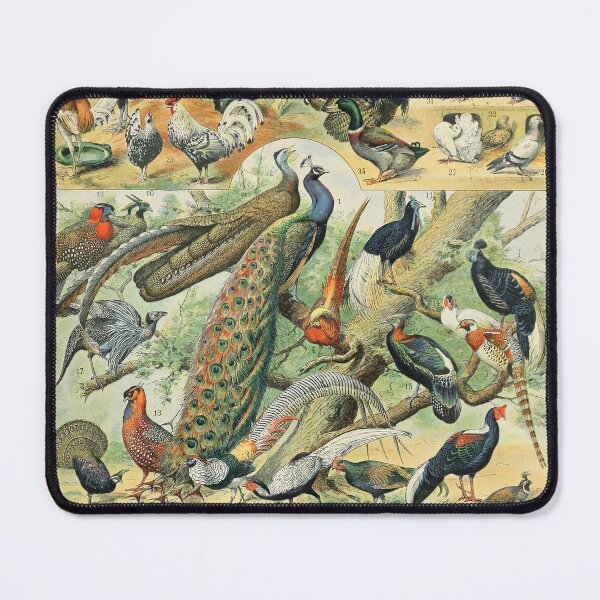 Item preview, Oiseaux C - Adolphe Millot designed and sold by starrylite.