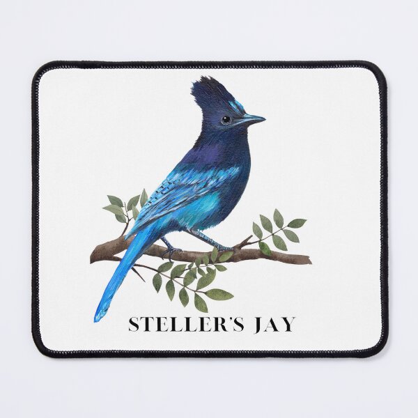 Aperçu de l'œuvre Geai de Steller créée et vendue par Roy & Tiffany.