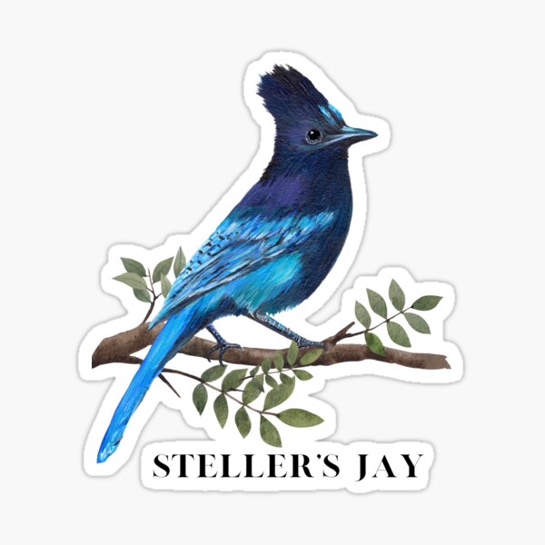 Stellar Blue Jay dark shirt, Zazzle