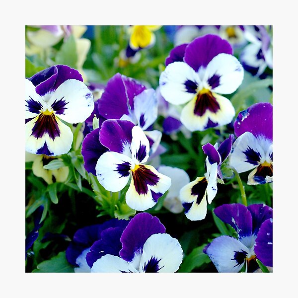 Item preview,  purple white  flower design designed and sold by vishal kashyap.