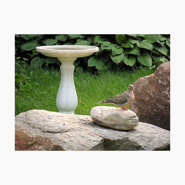Item preview, Dove on the Rocks designed and sold by John McCloskey.