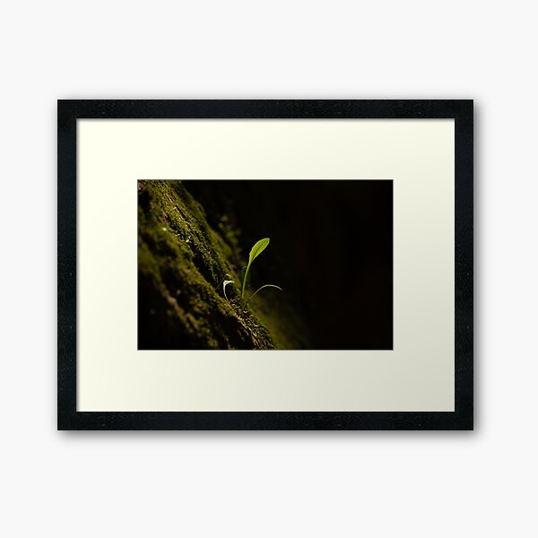 Item preview, macro dandelion grass black background nature designed and sold by photograb.