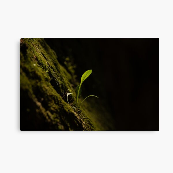 Item preview, macro dandelion grass black background nature designed and sold by photograb.