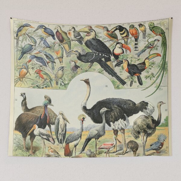 Item preview, Oiseaux D - Adolphe Millot designed and sold by starrylite.