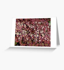 Comic Abstract Pink Flowers Greeting Card