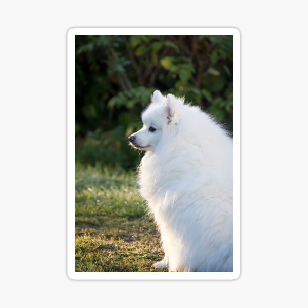 Cute Japanese Spitz Stickers Redbubble
