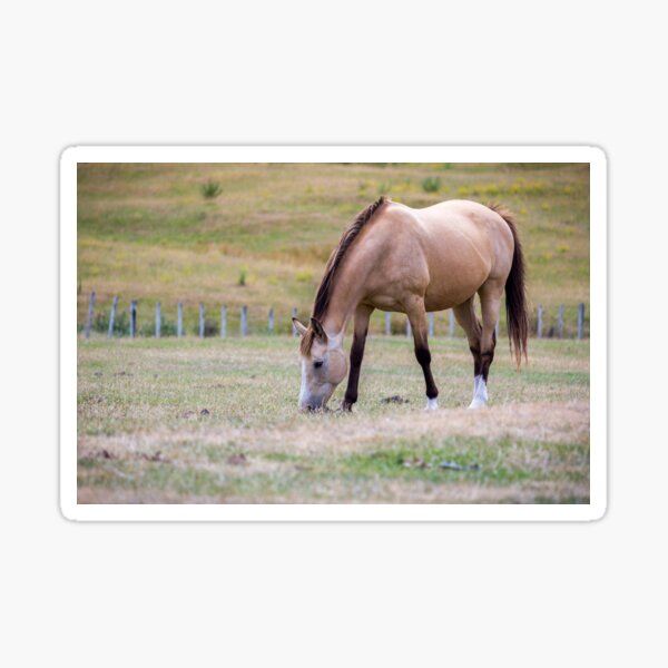 Buckskin Horse Sticker