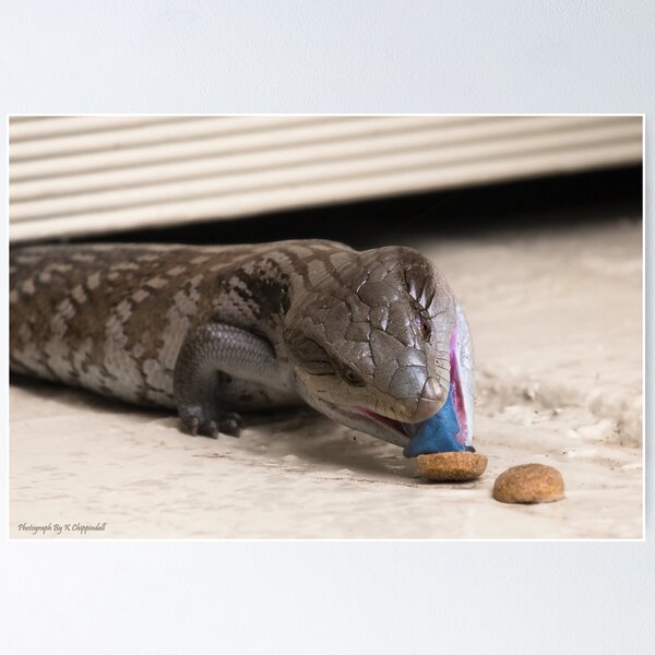 Item preview, Blue tongue lizard 002 designed and sold by kevin Chippindall.