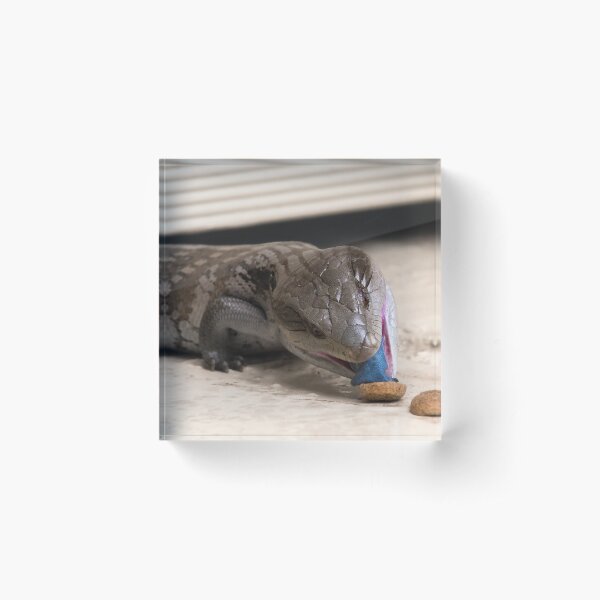 Item preview, Blue tongue lizard 002 designed and sold by kevin Chippindall.