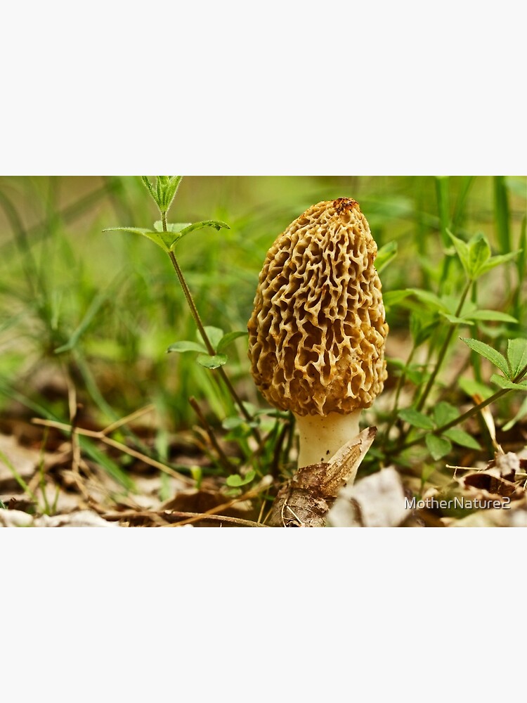 Discover Yellow Morel Mushroom - Morchella esculenta Canvas
