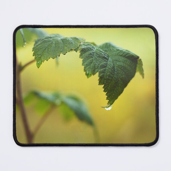 Item preview, Red raspberry leaf on a misty morning designed and sold by riku05830.
