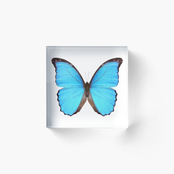 Blue Morpho Butterfly Acrylic Block