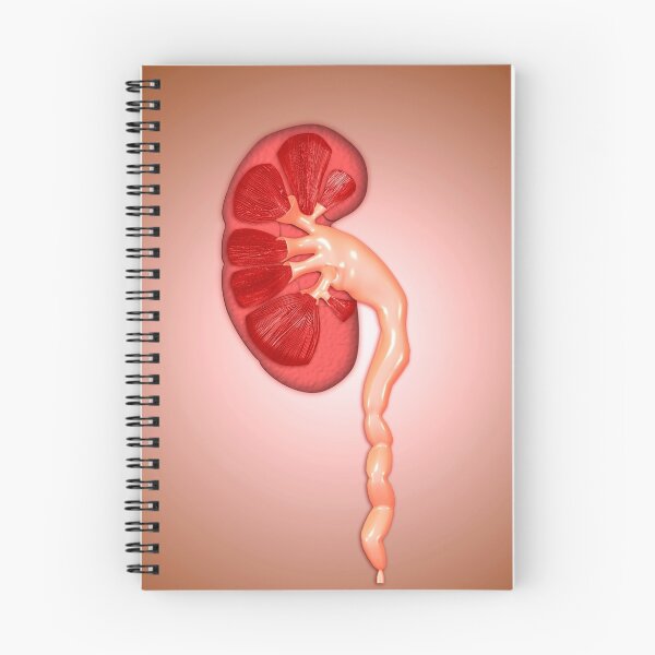 Item preview, Ureterovesical junction (UVJ) in the kidney. designed and sold by StocktrekImages.
