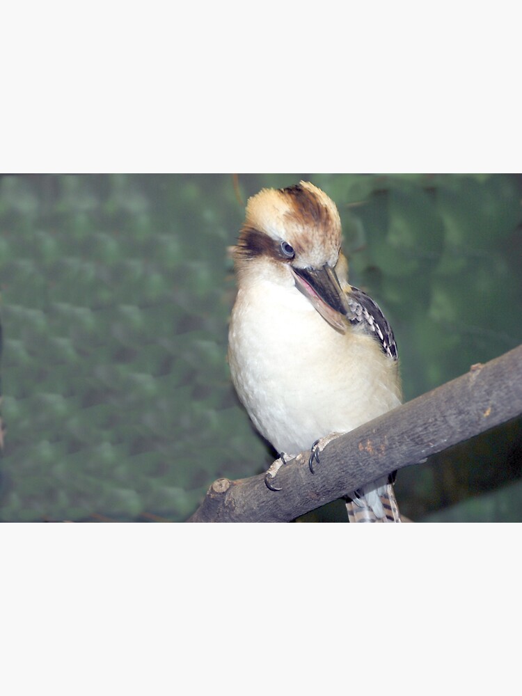 "Kookaburra" Sticker for Sale by AttwoodImages Redbubble