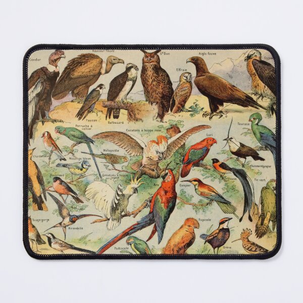 Item preview, Oiseaux Pour Tous A - Adolphe Millot designed and sold by starrylite.