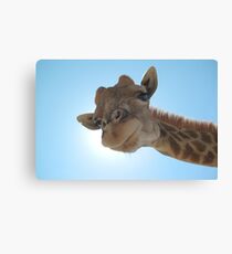 Giraffe Sunlight Canvas Print