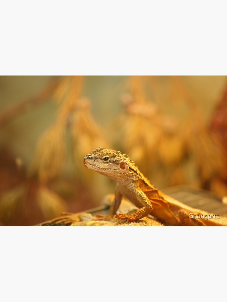 Dragon on watch by Gnangarra