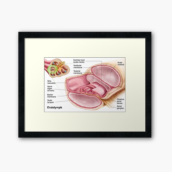 Item preview, Medical illustration of endolymph in the membranous labyrinth of the inner ear. designed and sold by StocktrekImages.