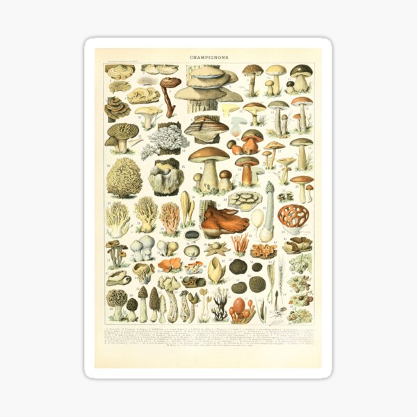 Item preview, Champignons - Adolphe Millot designed and sold by starrylite.
