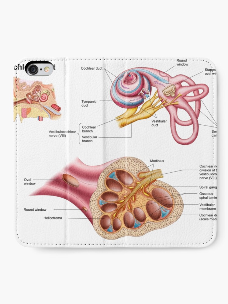 cochlear duct