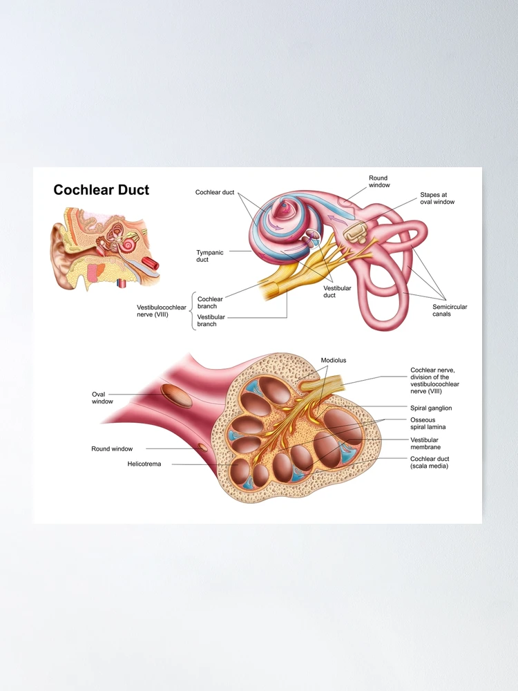 cochlear duct