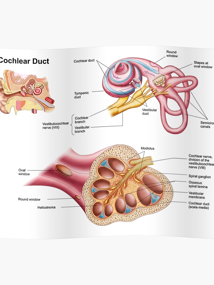 Ear Diagram Cochlea - Human Anatomy