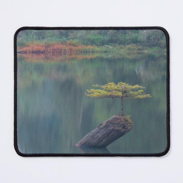 Item preview, Fairy Lake Tree Vancouver Island BC Port Renfrew Canada designed and sold by JenneRPhoto.