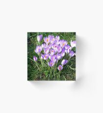 The smile of early spring Acrylic Block