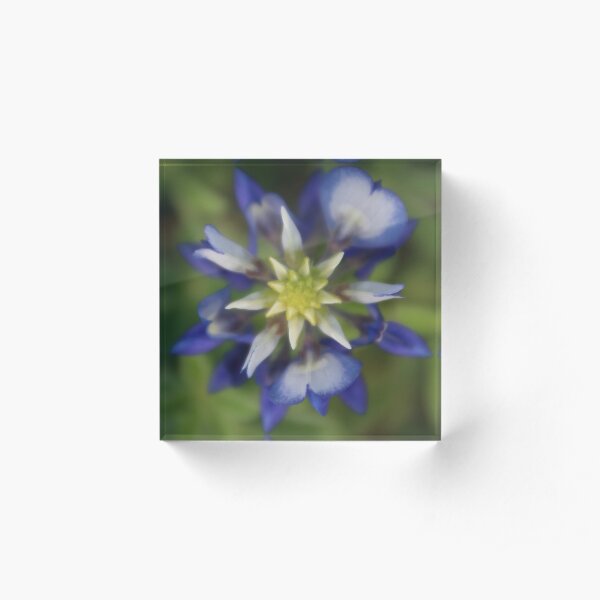 Texas Bluebonnet Acrylic Block