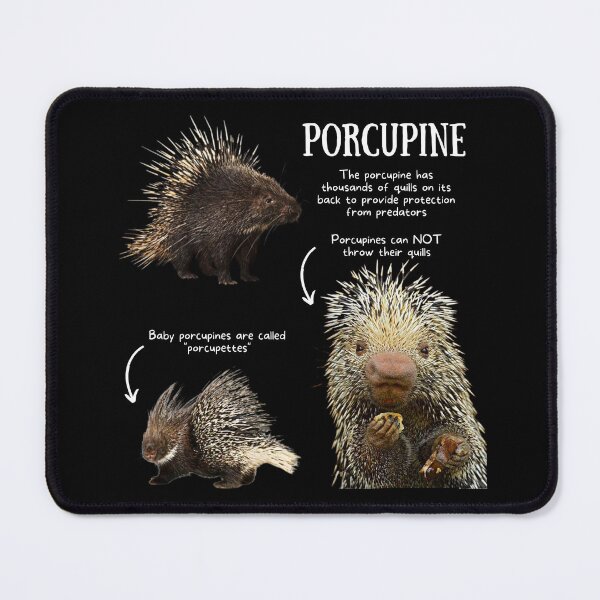 Item preview, Porcupine Fun Facts designed and sold by KyleNesas.
