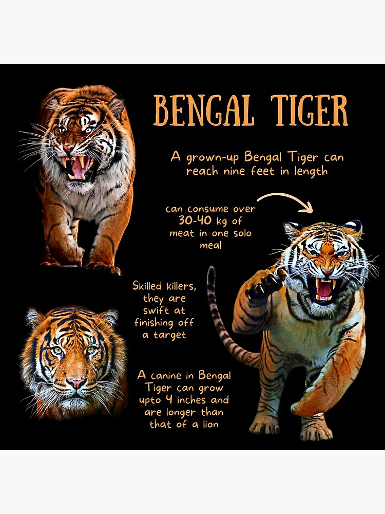 Interesting Facts about Bengal Tiger [ Fun Facts Animal ]