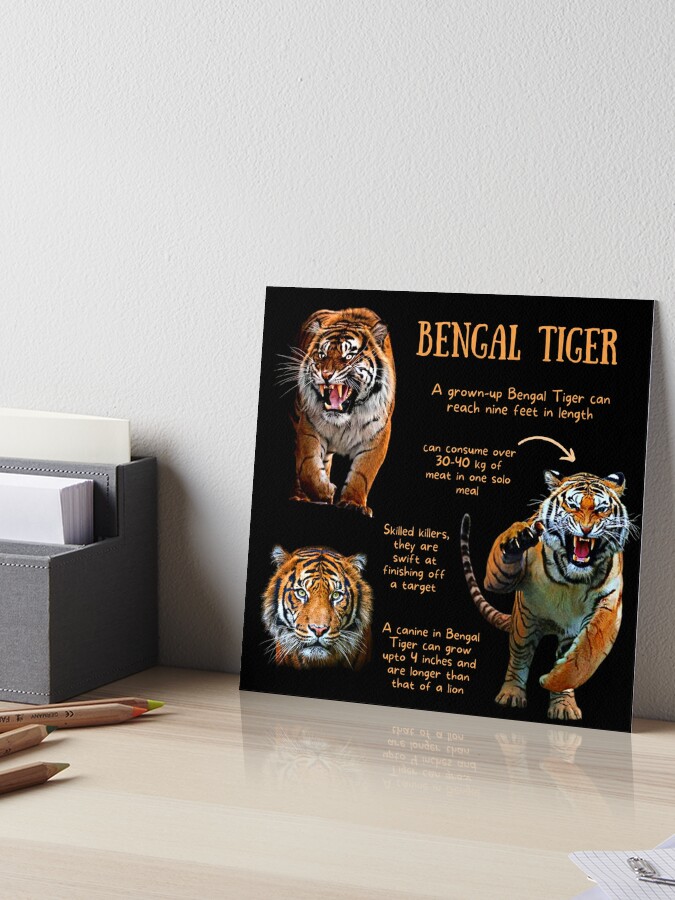 Bengal Tiger Fun Facts Art Board Print for Sale by KyleNesas